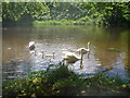 Family of Swans