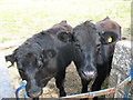 Bullocks at the gate next to the bus stop in the centre of Malltraeth