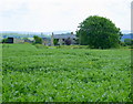 2008 : Field of broad beans at Norbin Barton Farm