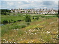 Cardiff Bay Wetland Nature Reserve