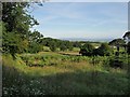 Christmas tree farm, Marldon