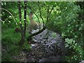 Tributary of Nant Cynnen