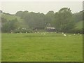 Sheep oblivious to the rain