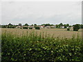 View over the fields to houses on Minter Avenue