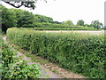 Pay Street mapped out in hedgerows