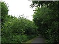 Wooded cycle path