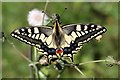 TG3306 : Swallowtail Butterfly (Papilio machaon) by Hugh Venables
