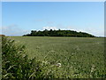 The Copse. Trebeferad, Llantwit Major