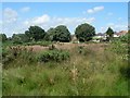 Redhill: looking across the common