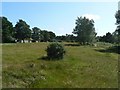 Redhill: heath on the common