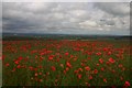 Poppies above Oswaldkirk