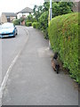 Friendly feline near Maidford Crescent