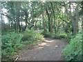 Queen?s Park: path through woods