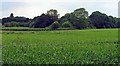 Field next to  St Michael and All Angels Church, Didlington, Norfolk