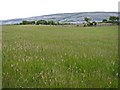 M2206 : Field with limestone burren mountain in background by C Michael Hogan