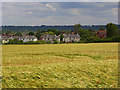 Barley and houses, Maidenhead