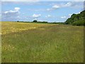 Barley crop at Wall Dub