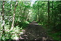 Bridleway, Oldbury Woods