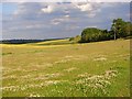 Farmland, Maidenhead