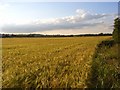 Farmland, Cookham