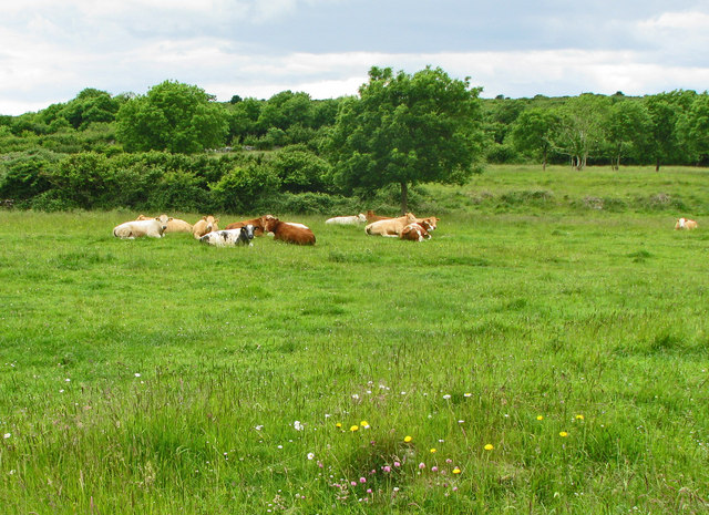 Cows lying in wildflower Burren meadow