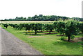 Orchards, opposite the Padwell Arms, Stone Street