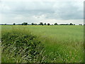 Arable land east of Hewson