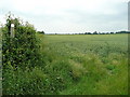 Wheat on Wheatley Hill