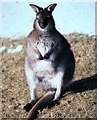 Wallaby, Whipsnade Zoo