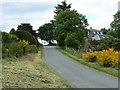 Gorse near Reivesley