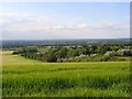 Barley, Wanborough