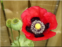 TA1828 : Deep Red Poppy by Andy Beecroft