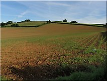 SX8067 : Maize field, near Broadhempston by Derek Harper