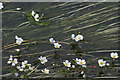 River Crowfoot (Ranunculus fluitans)