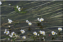 SK5543 : River Crowfoot (Ranunculus fluitans) by Alan Murray-Rust