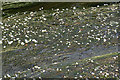 River Crowfoot (ranunculus fluitans) in the River Leen