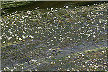 SK5543 : River Crowfoot (ranunculus fluitans) in the River Leen by Alan Murray-Rust