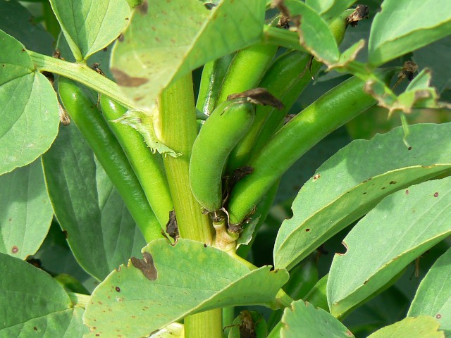 Broad beans, near Draycot Foliat