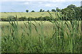 Fields near Dallinghoo, looking east