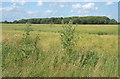 View across open fields to Cutter