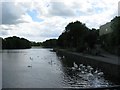 Swans on Pembroke River near the town bridge