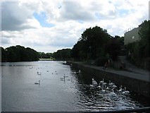 SM9801 : Swans on Pembroke River near the town bridge by Colin Bell