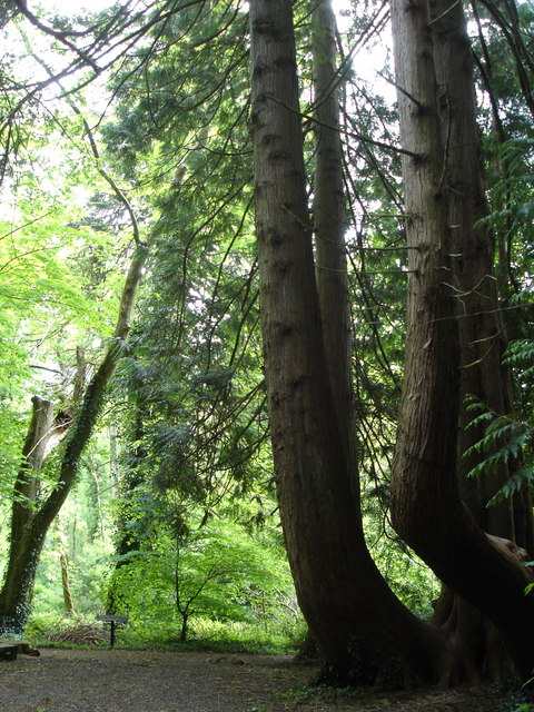 Sequoia at Enniscoe