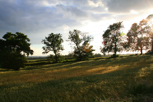 Barley Field Shaded by Trees © Shelley Lally :: Geograph Britain and ...