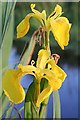 NJ3465 : Yellow Flag or Yellow Iris (Iris pseudacorus) by Anne Burgess