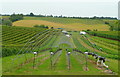 Pick your own at Hilter Farm