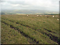 Mountainside field above the Llynfi Valley