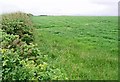 Grassy field with scrubby verge viewed from the main road