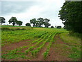 Maize crop north of Warren Lane