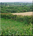 Fields divided by hedgerows